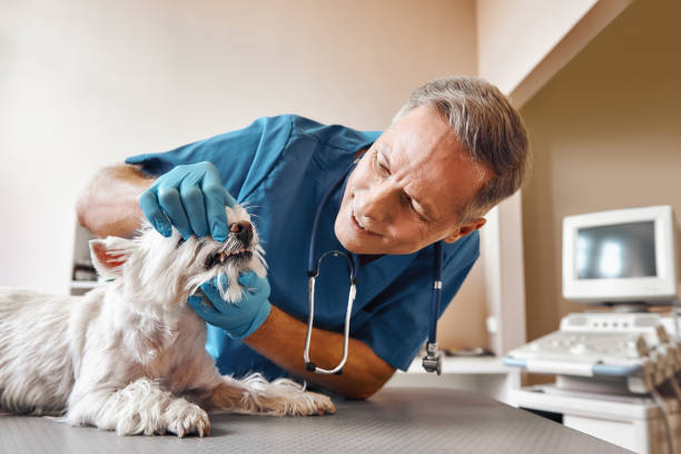 Best Urgent Dental Care in Crestwood, MO